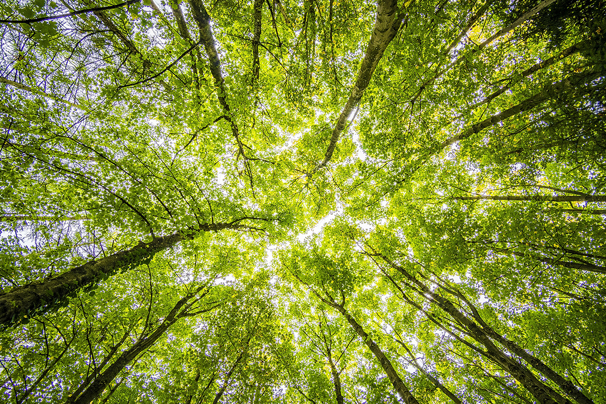 Trees for paperless